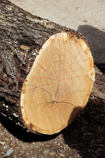 Fettercairn-64-Bild-von-Angus-MacKinnon-fuer-Whiskyexperts-2023