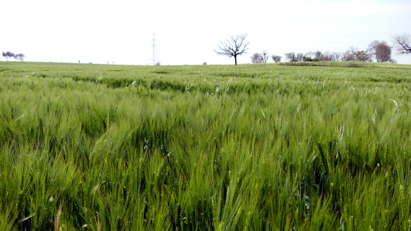 indien-Gerste_06