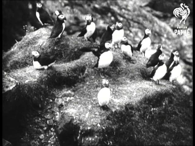 Video: The Island Of St. Kilda (1908)
