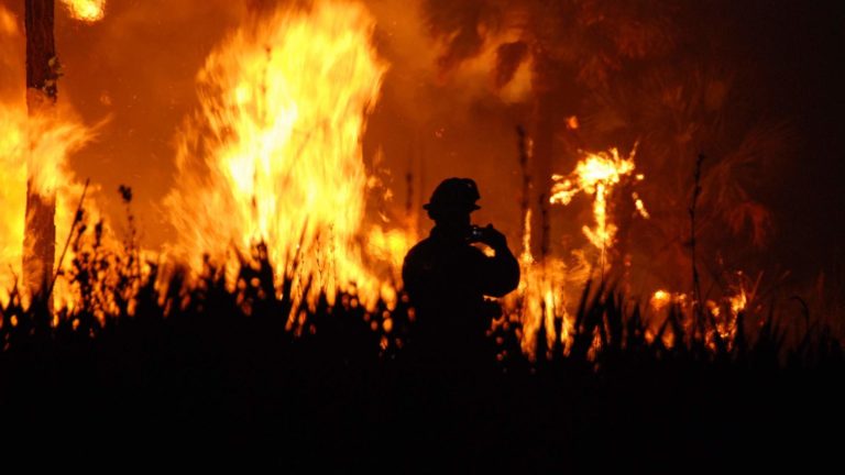 Zwei Auktionen zur Unterstützung des Kampfes gegen Waldbrände in Australien