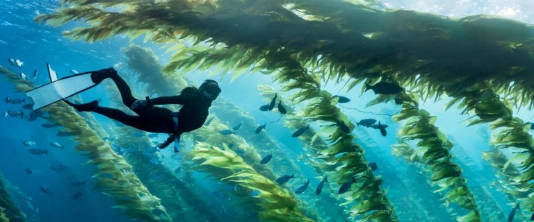 PR: Talisker und Parley for the Oceans arbeiten gemeinsam für die Erhaltung der Unterwasser-Wälder